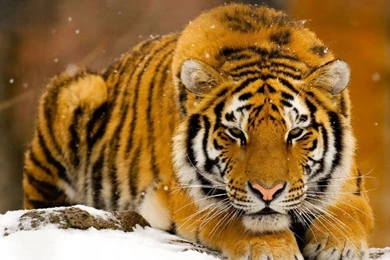 Cats: Tiger Animal Cats Big Cat Tigre Wallpaper Backgrounds Free ...