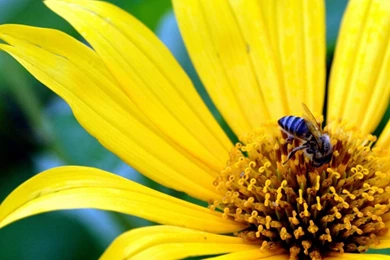 Flowers Wallpapers Download Free Desktop   HD Wallpapers And Pictures