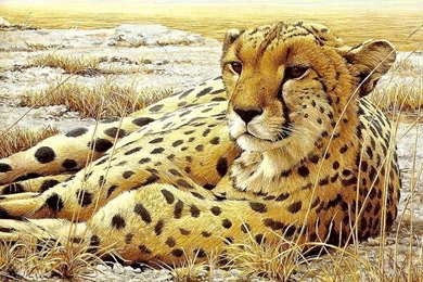 Cats: Cheetah Animal Feline Big Cat Cats 191 Free Desktop ...