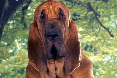 Free Wallpapers Bloodhound Big Dog In Nature