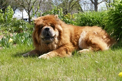 Free Wallpapers Cau cau Big Dog