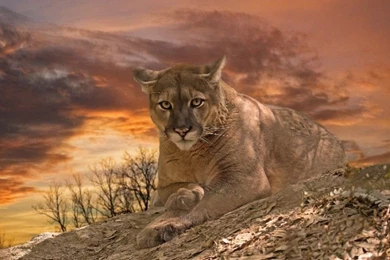 Cats Big Cat Cool Picture Wallpaper Backgrounds Free ~ Cats For HD ...