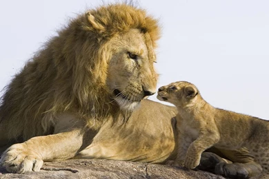 Big lion baby lion hd free wallpapers with best resolution