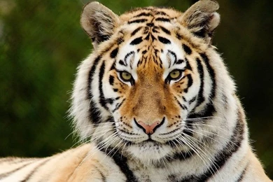Big Cats Tiger Snout Glance Animals Wallpapers Free Desktop ...