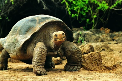 Turtle HD Wallpaper, Turtle Photo, New Wallpapers