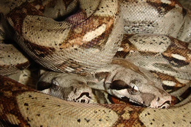 Free Wallpapers Boa Big Snake