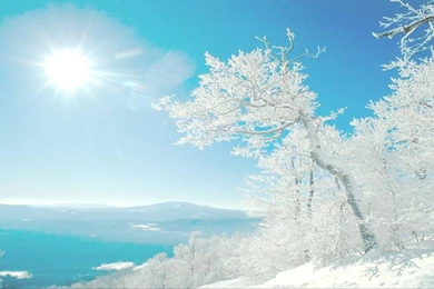 Latest Winter Trees Looks Pretty High Definition : Desktopaper ...