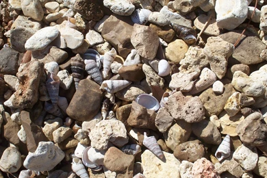 Shells And Rocks Wallpapers   Photography Wallpapers