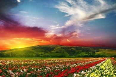 Android Phones Wallpapers: Android Wallpapers Nature