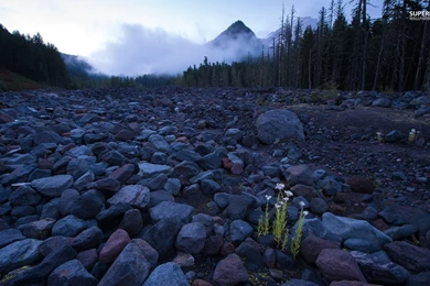 Plant Growing Through The Rocks Wallpapers   Nature Wallpapers