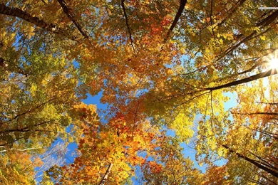 Golden Tree Tops Wallpapers