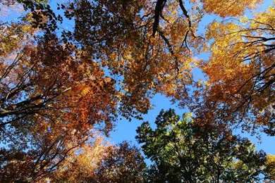 Autumn Tree Tops Wallpapers   Nature Wallpapers