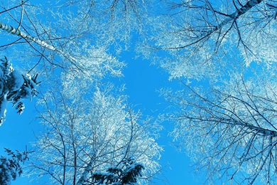 Tree Tops And Blue Sky iPhone Panoramic Wallpapers Download