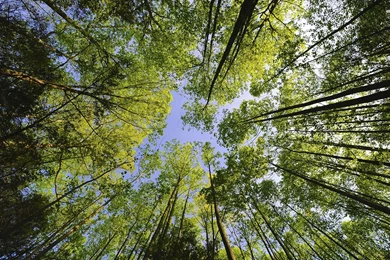 Tree Tops Wallpapers