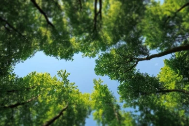 Tree Tops HD Desktop Wallpapers : High Definition : Fullscreen : Mobile