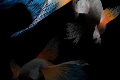 Goldfish HTC Desire 816 Wallpapers   Android Wallpapers Free Download