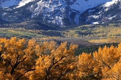 Download Wallpapers 750x1334 Trees, Autumn, Crones, Yellow ...