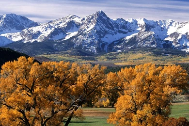 Download Wallpapers 3840x2400 Trees, Autumn, Crones, Yellow ...