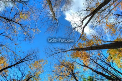 562405_nebo_verhushki_derevev_priroda_3648x2736_www.Gde Fon.com.jpg