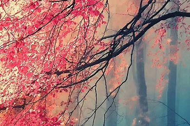 Fantasy Natural Lg G3 Wallpapers HD 1440x2560