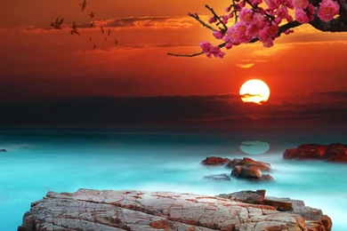 Alone In Snow Wallpapers