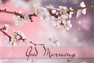 Good Morning Images Pictures