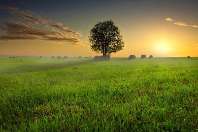 Good Morning Wallpapers HD Pictures