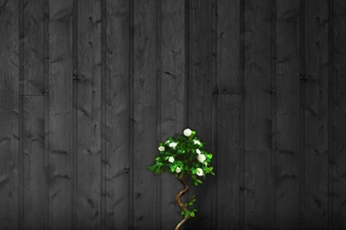 White Roses iPad Wallpapers Download