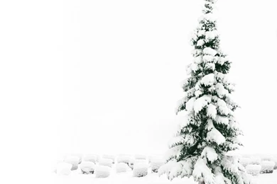 White iPad Wallpapers