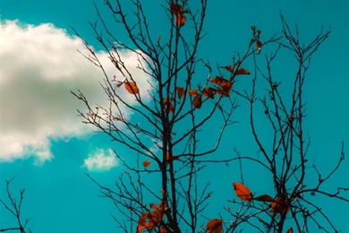 White Cloud iPad Air Wallpapers Download