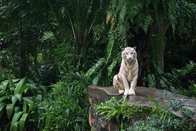 White Tiger iPad Wallpapers Download