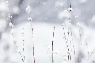 White Snow Jailbreak 4.1 Download   How To Jailbreak Iphone 5c 8.1 ...