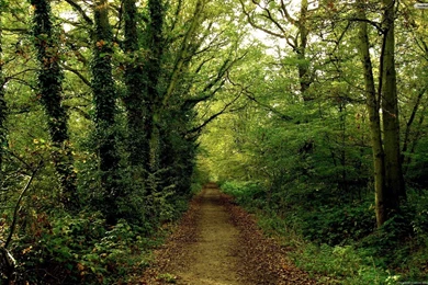 YouWall   Forest Path Wallpapers   Wallpaper,wallpapers,free ...