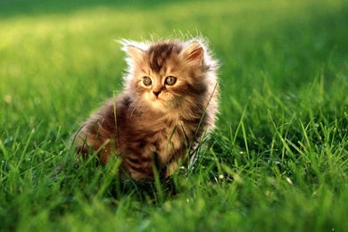 Gallery For   Cute Animal Wallpapers Hd