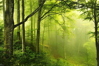 Gallery For   Forest Photography Wallpapers