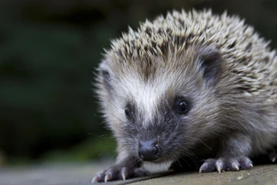 Gallery For   Hd Wallpapers 1080p Animals