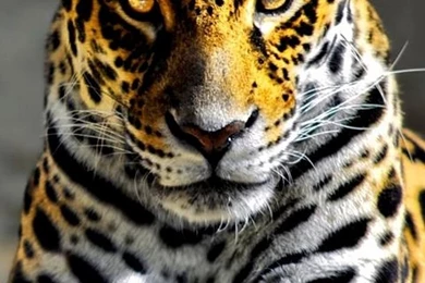 Galaxy S3 Wallpapers HD   Beautiful, Stunning Wallpapers