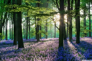 Violet Forest Flowers Field HD Desktop Wallpapers : Widescreen ...