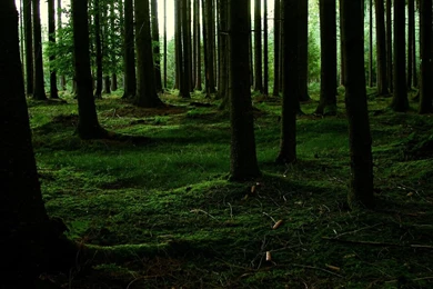 1283 Forest HD Wallpapers