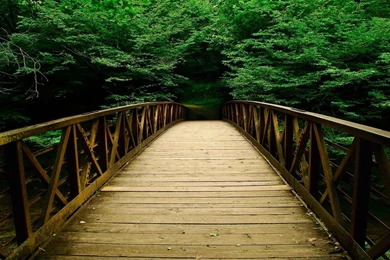 Bridge Bridges Nature Forest Forests Wallpaper 1920×1080 Bridge ...