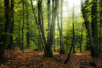 Gallery For   Forest Photography Wallpapers