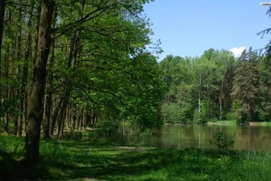 YouWall Green Forest And Lake Wallpapers Wallpaper,wallpapers ...