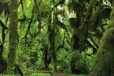 Dense Forest Path: Nature: Forests Wallpapers   Backgrounds Bandit