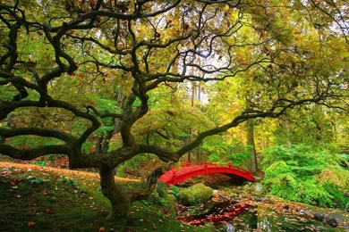 YouWall   Autumn Forest Wallpapers   Wallpaper,wallpapers,free ...