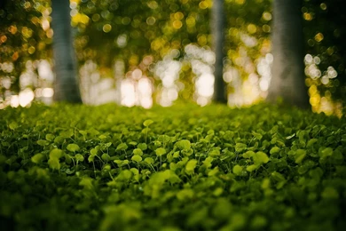 Superb Forest Wallpaper Laptop Image Mac Picture.jpg