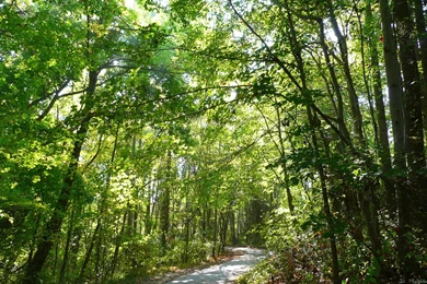 MLeWallpapers.com   Sunlight On Wooded Path