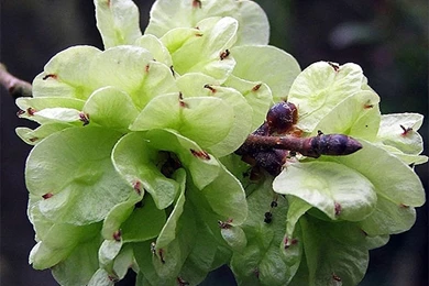 Light Green Flowers Wallpapers Crazy Frankenstein