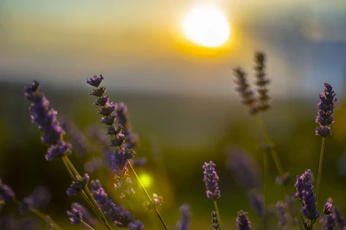 Hd Images, Sky, Fresh Air, Organic, Widescreen, Download Wallpapers ...