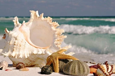 Shells On The Beach Wallpaper,photography HD Wallpaper,1920x1080 ...