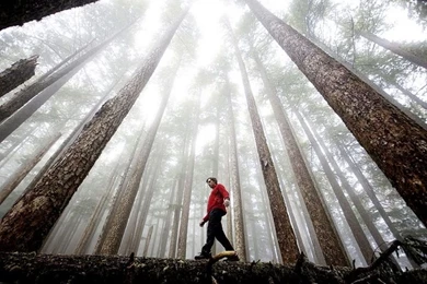 Entelehet Blog: 2010, Best Nature Wallpapers